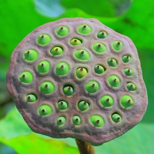 Lotus-seed