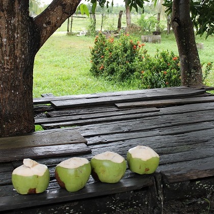 15 coconuts