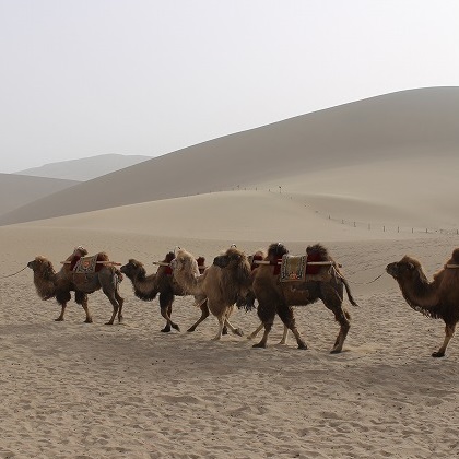 8 camel