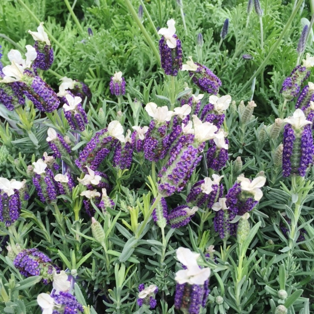 photo04.06 lavender